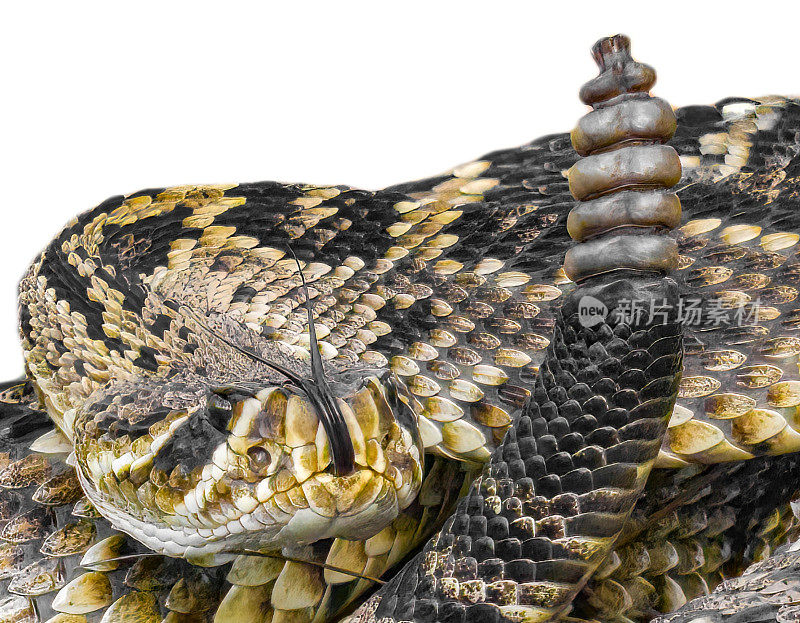 东部菱形斑纹响尾蛇- crotalus adamanteus -盘绕在打击姿势，舌头伸出并向上，在头部旁边发出咔嗒声。孤立的剪纸在白色背景